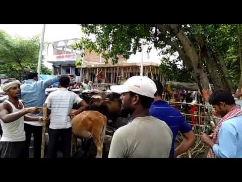 vaishali: villagers in anger for not getting flood relief material