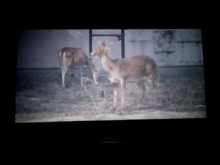 zoo animals in 3d screen in lucknow
