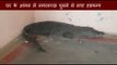 Family got shocked after seeing crocodile in their home
