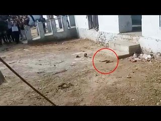 Snake caught in a government school in Hardoi Uttar Pradesh