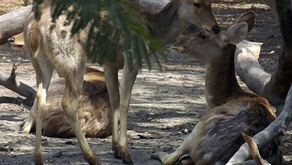 Delhi Zoo - National Zoological Park