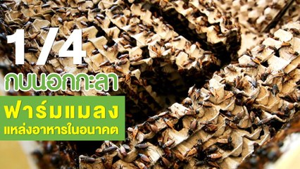 กบนอกกะลา : ฟาร์มแมลง แหล่งอาหารในอนาคฅ ช่วงที่ 1/4 (1 ก.พ.61)