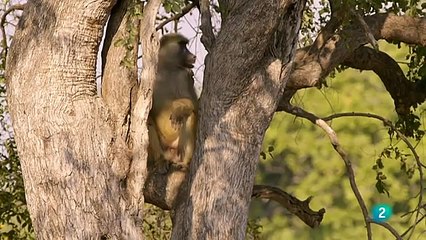 Cazadores de África EL LEOPARDO HAMBRIENTO  Grandes documentales