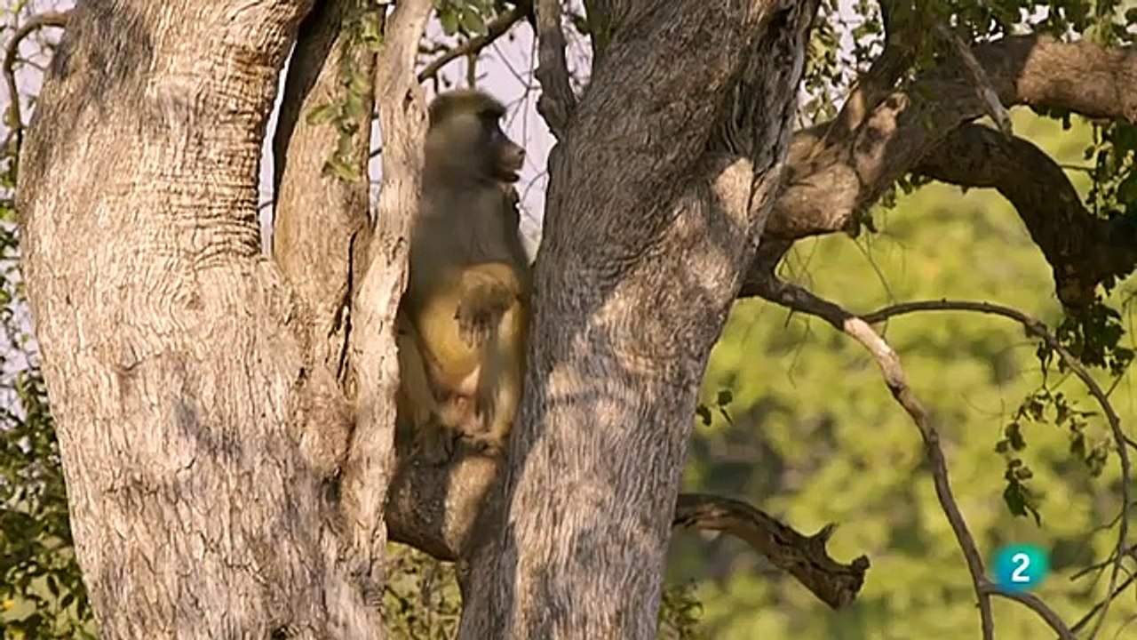 Cazadores de África EL LEOPARDO HAMBRIENTO  Grandes documentales