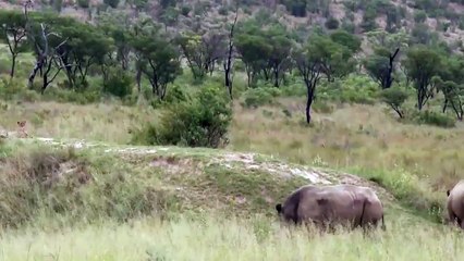 Lion vs Rhino - Buffalo vs Rhino - Real Fight Wild Animal Attacks