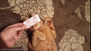 Funny Cat Clips - Cat Fails and Funny Moments!