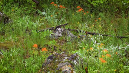 4K Nature Documentary Film "Beautiful Washington" - Episode 6 (No Voice Over) - 2 HRS