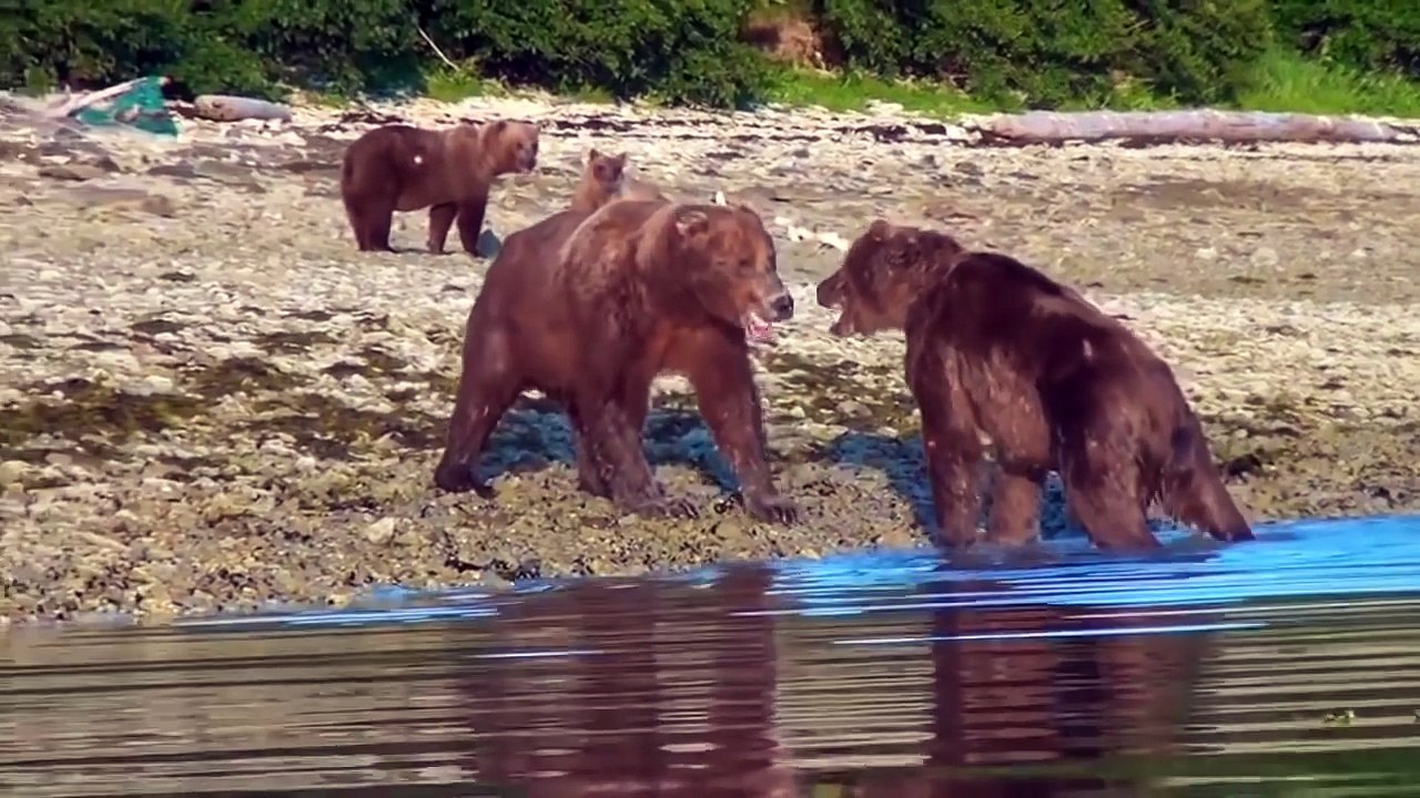 Bear Vs Bear Real Fight - Most Amazing Fight Compilation 2017