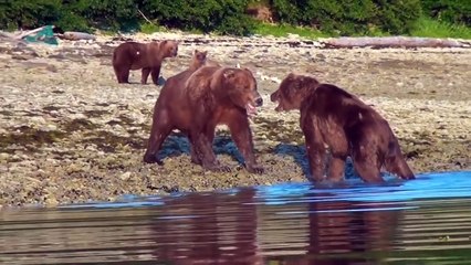 Bear Vs Bear Real Fight - Most Amazing Fight Compilation 2017