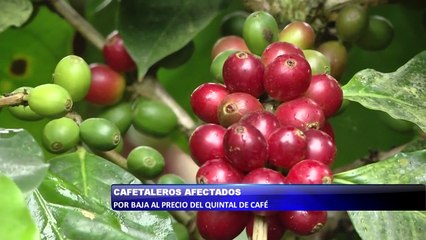 Cafetaleros afectados por baja al precio del quintal de café