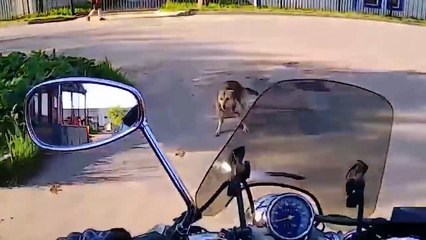Best of How To Not Drive Your Car