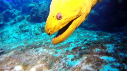Giant Eel Attacks All Animals Undersea - Most Terrible Monster of Ocean