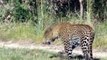 Cheetah Vs Leopard Fight To The Death - Cheetah Killed by Leopard Wild Animal Attack
