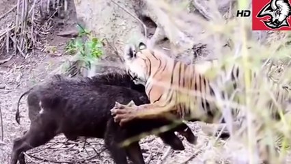 Bear vs Boar Mother Pig Saves Baby - Tiger vs Pig vs Cow Wild Animals Attack