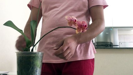 Benefícios da canela para plantas