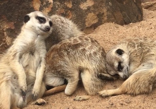 Meerkat Comically Struggles to Stay Awake