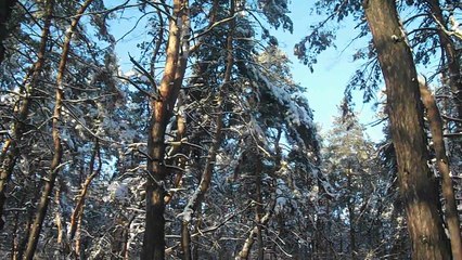 Ukraine Kharkov Grigorovsky Bor 2018