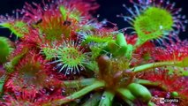 10 Plantas Carnivoras Alimentandose de sus Presas