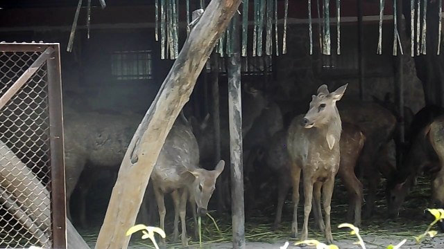 National Zoological Park Delhi | Delhi Zoo