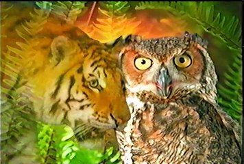 Nature S14E02 Incredible Suckers