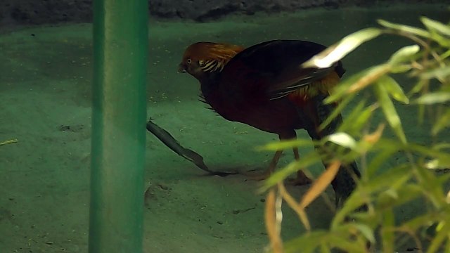 Chidiya Ghar – National Zoological Park in Delhi