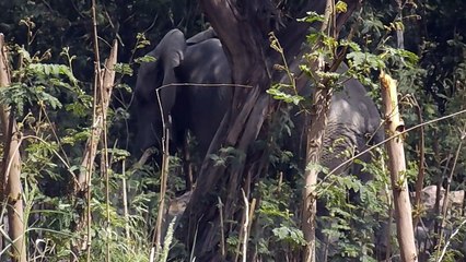 Delhi Zoo / Zoological Park