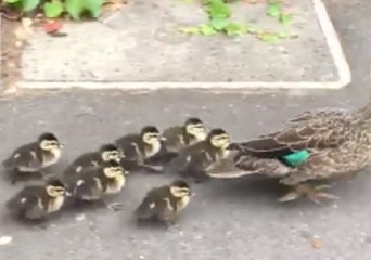 Duck Family Rescued by Police Amid Sydney Traffic