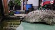 Kì lạ gia đình ở Indonesia nuôi cá sấu nặng 200kg làm thú cưng, tắm rửa, vuốt ve và đánh răng cho nó