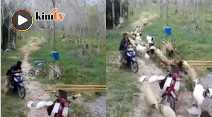 'Balik...balik lekas!'