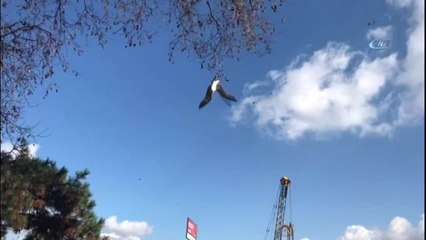 Pendik'te İtfaiyeden Martı Kurtarma Operasyonu