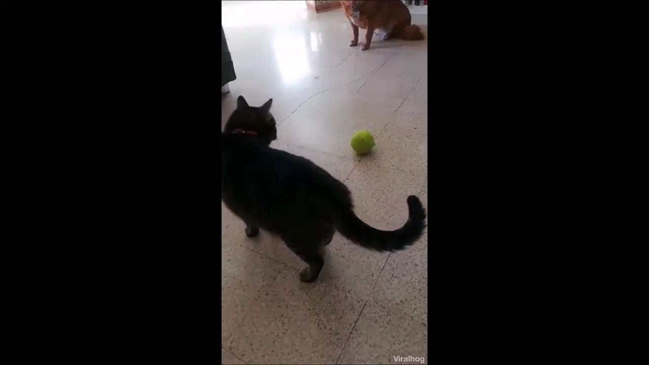 Pas sur que ce chat utilise correctement cette balle pour jouer