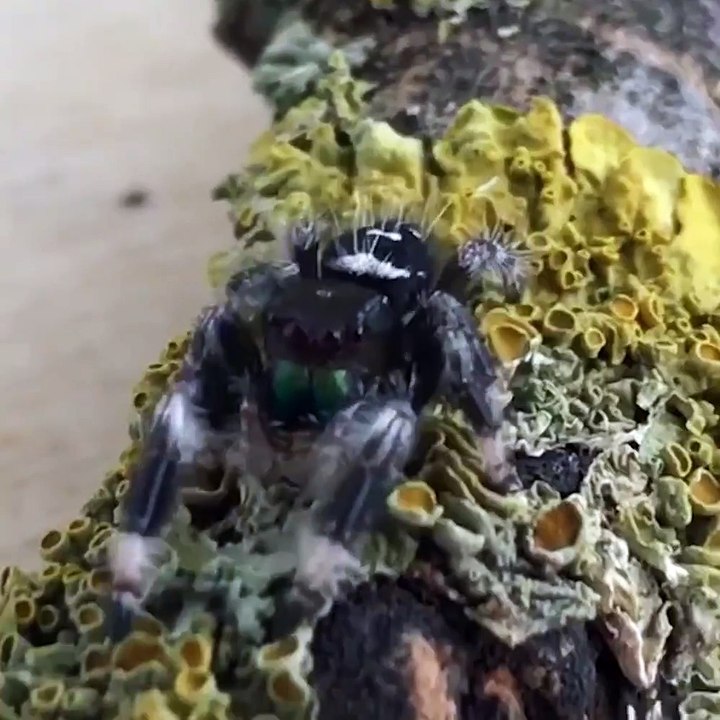Cette petite araignée est l'animal de compagnie parfait... Trop mignon