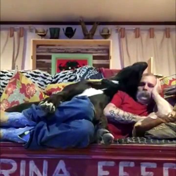 Ce gros chien a trouvé un oreiller très confortable... Son maitre