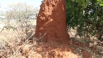 Etiyopya'da Büyüleyen Karınca Gökdelenleri- Yüksekliği 4 Metreye Kadar Ulaşan Karınca Yuvaları, İlk...