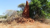 - Etiyopya’da Büyüleyen Karınca Gökdelenleri- Yüksekliği 4 Metreye Kadar Ulaşan Karınca Yuvaları, İlk Kez Görenleri Hayrete Düşünüyor