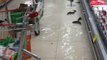 Fish Swimming on Supermarket Floor