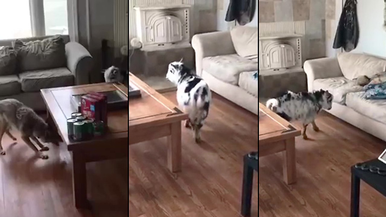 Un coyote et une chèvre meilleurs amies