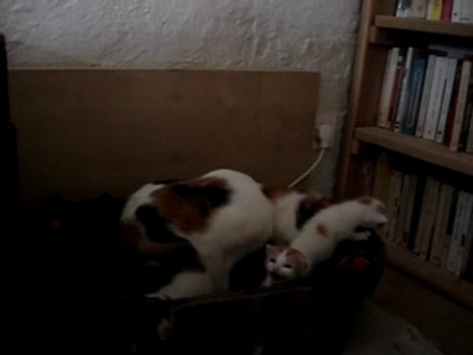 Les p'tites pattes 2