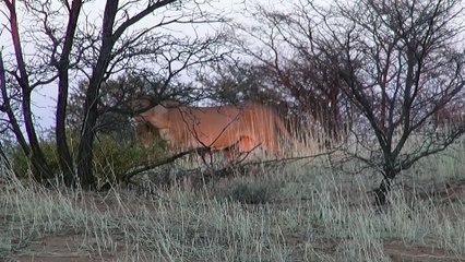 Hyena Walks Right into a Pride of Lions - Latest Sightings Pty Ltd