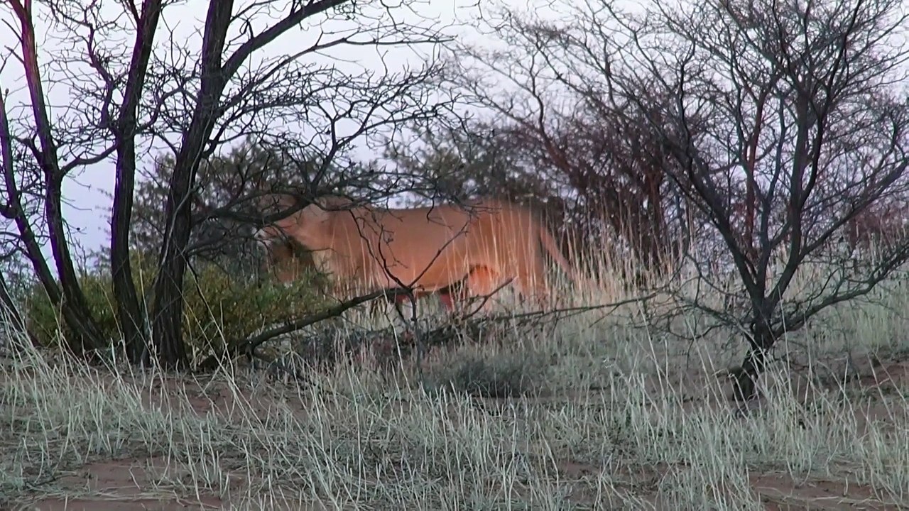Hyena Walks Right into a Pride of Lions - Latest Sightings Pty Ltd