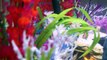SPONGEBOB Fish Tank with Sandys TREEDOME | Bikini Bottom Aquarium Videos Squarepants Toypals.tv