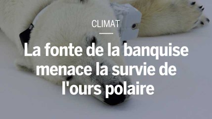 La fonte de la banquise menace la survie de l'ours polaire, selon une nouvelle étude