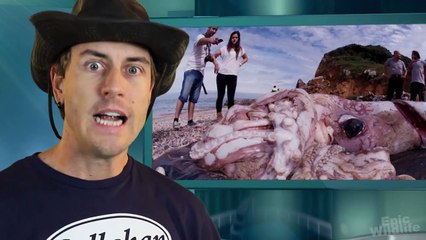 Giant Squid Discovered on Spanish Beach