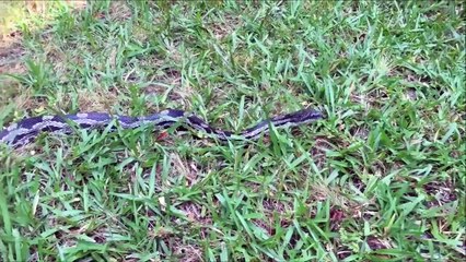 Ne jamais filmer un serpent de trop près...