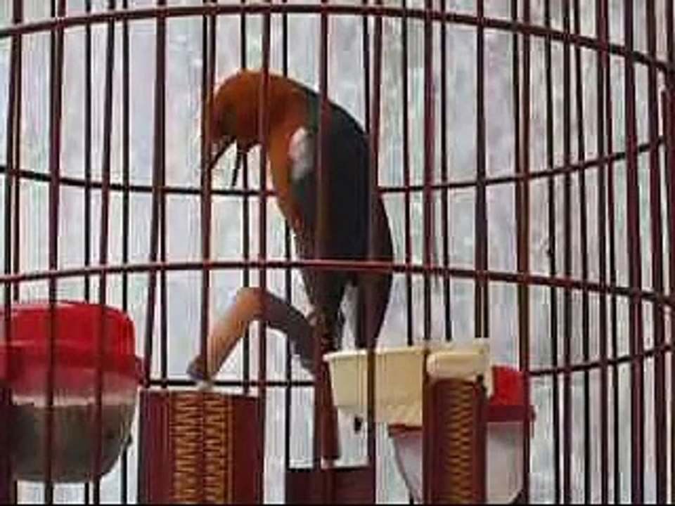 Kicau Mania | Suara Burung | ANIS Merah Gacor Volume Keras Teler Mantap