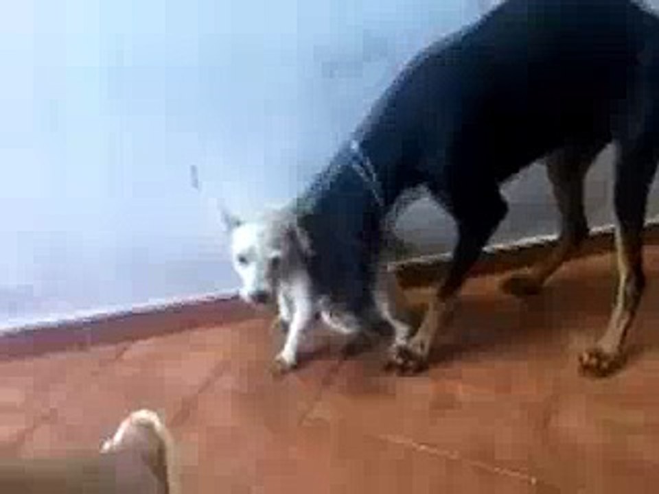 Dog_Mating_Fail_-_LOL(videomasti.com)