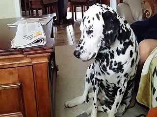 Dogs Vs Raat Ki Neend - Very Funny Dogs(whatsappvideo.net)
