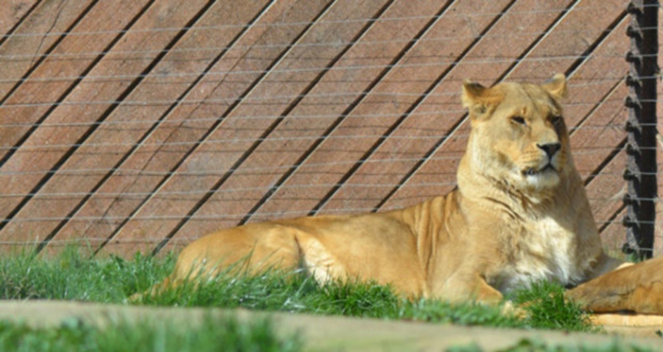 Hayvanat Bahçesinin Kıdemli Üyesi Aslanların Kafesindeki Tellere Takılınca