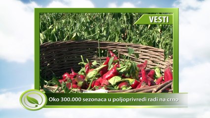 Oko 300.000 sezonaca u poljoprivredi radi na crno