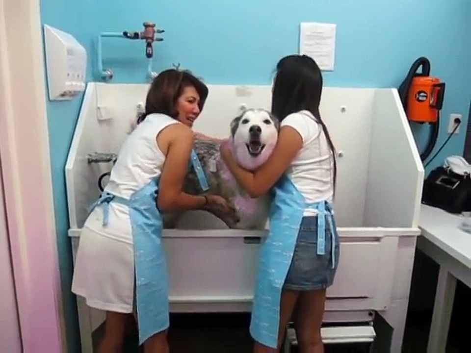 Ce husky content de prendre un bain, exprime sa joie en chantant!